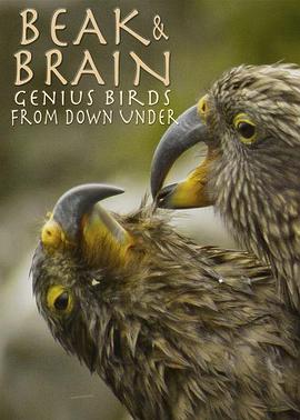 喙与脑：使用工具的鸟类 Beak and Brain: Genius Birds from Down Under