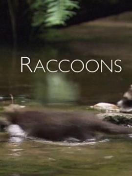 浣熊：新<span style='color:red'>欧</span><span style='color:red'>洲</span><span style='color:red'>人</span> Raccoons: The New Europeans